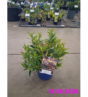 Leucothoe keiskei 'Burning Love'® C 2 L